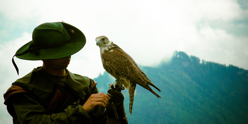 Falconry Displays